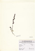 藏品(連明子)的圖片